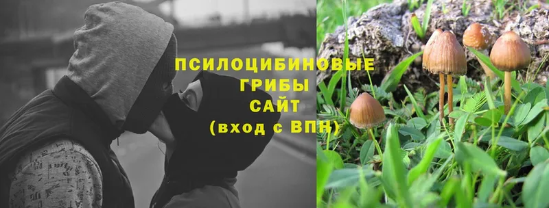 где можно купить   Севск  Псилоцибиновые грибы Magic Shrooms 